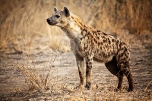 El video compara alguns jugadors del reial madrid amb hienes